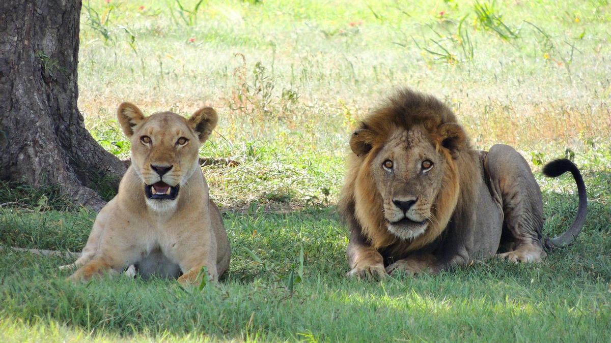 Un hombre muere mutilado por leones al intentar hacerse un selfie con ellos