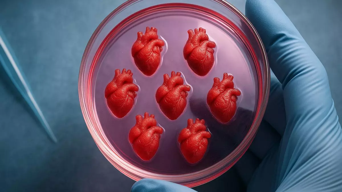 Pequeños corazones de laboratorio revolucionan el tratamiento de enfermedades cardiacas