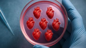Recreación artística de corazones de laboratorio para testar enfermedades cardiacas y su tratamiento.