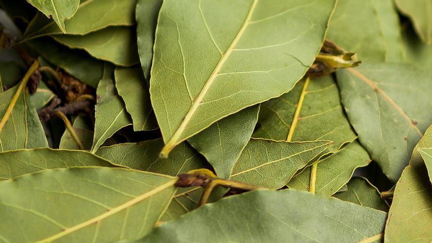 Poner una hoja de laurel pinchada un alfiler: el truco para el armario que no dejarás de repetir