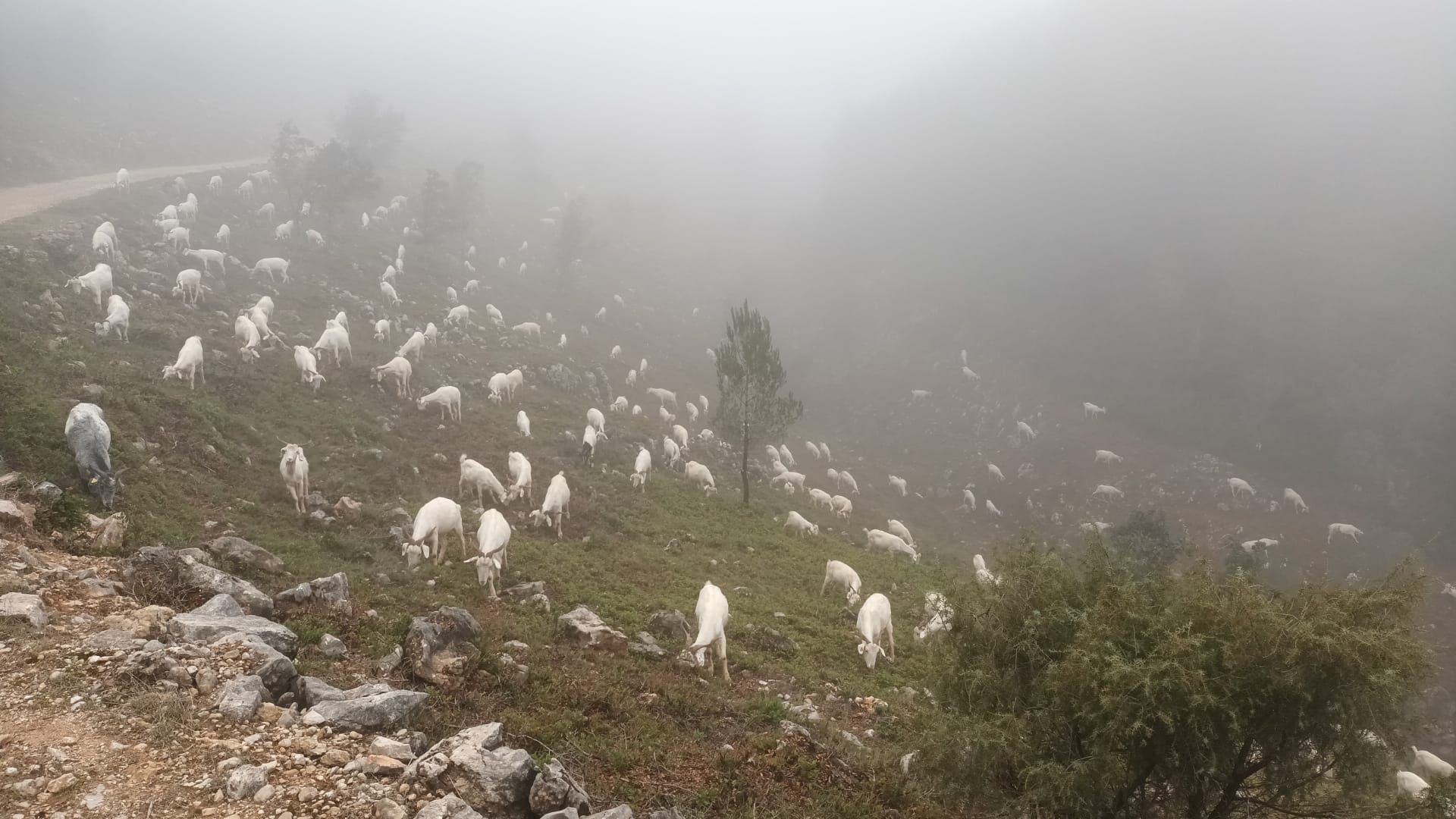 Pastoreo de cabras para prevenir incendios en Vallada
