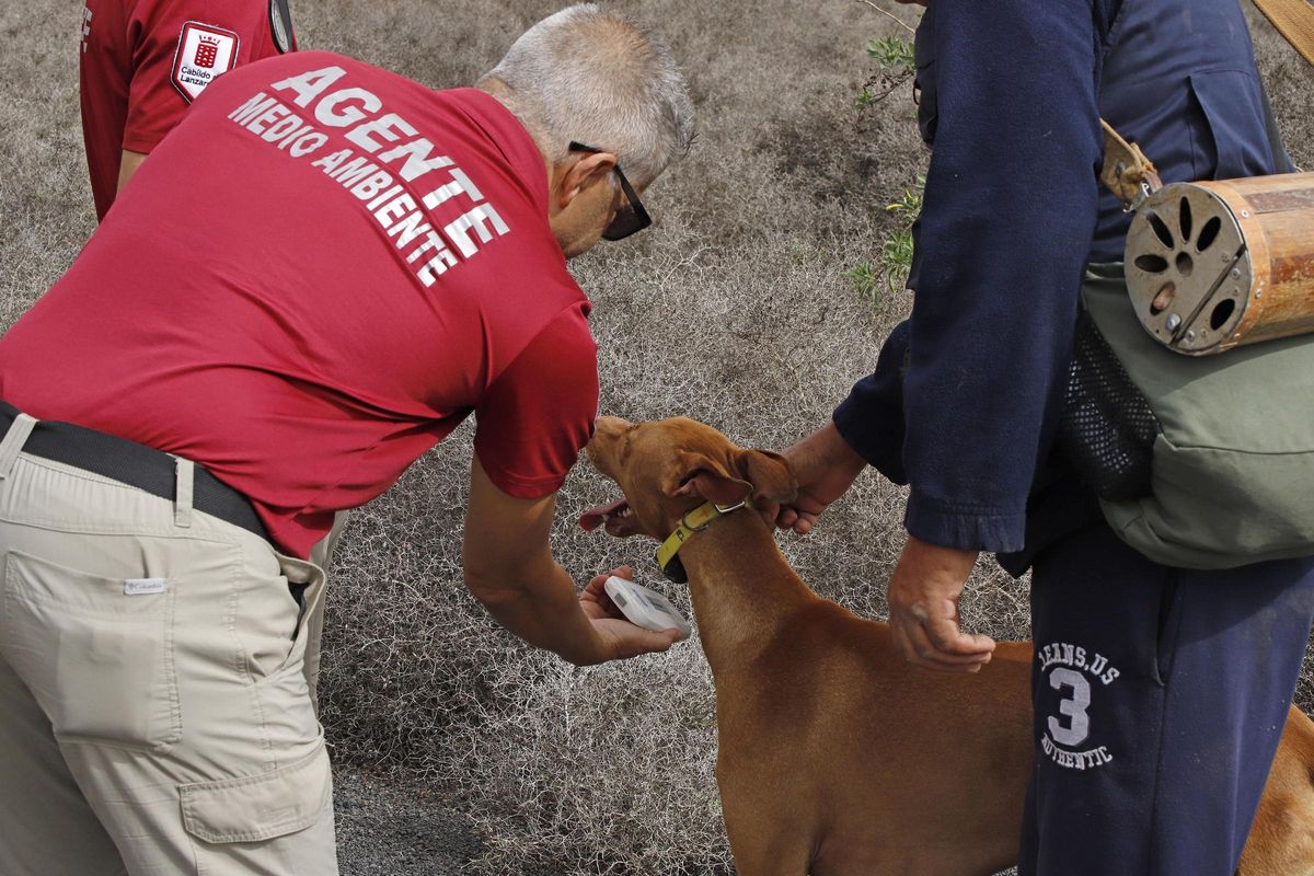 Agentes Medioambiente del Cabildo de Lanzarote junto a un perro de caza en Lanzarote.