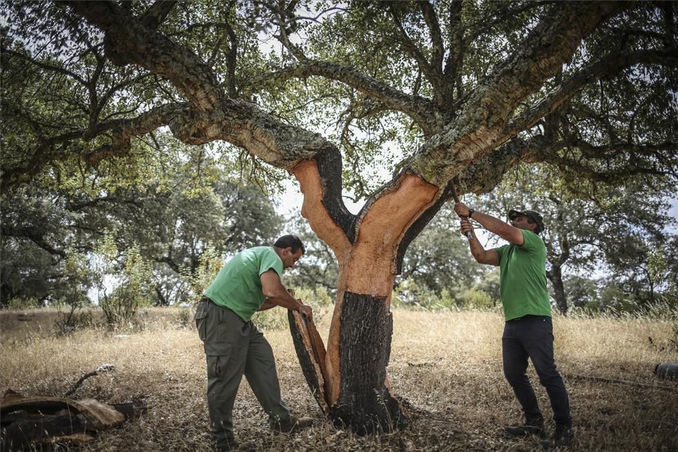 La saca del corcho se asoma al siglo XXI