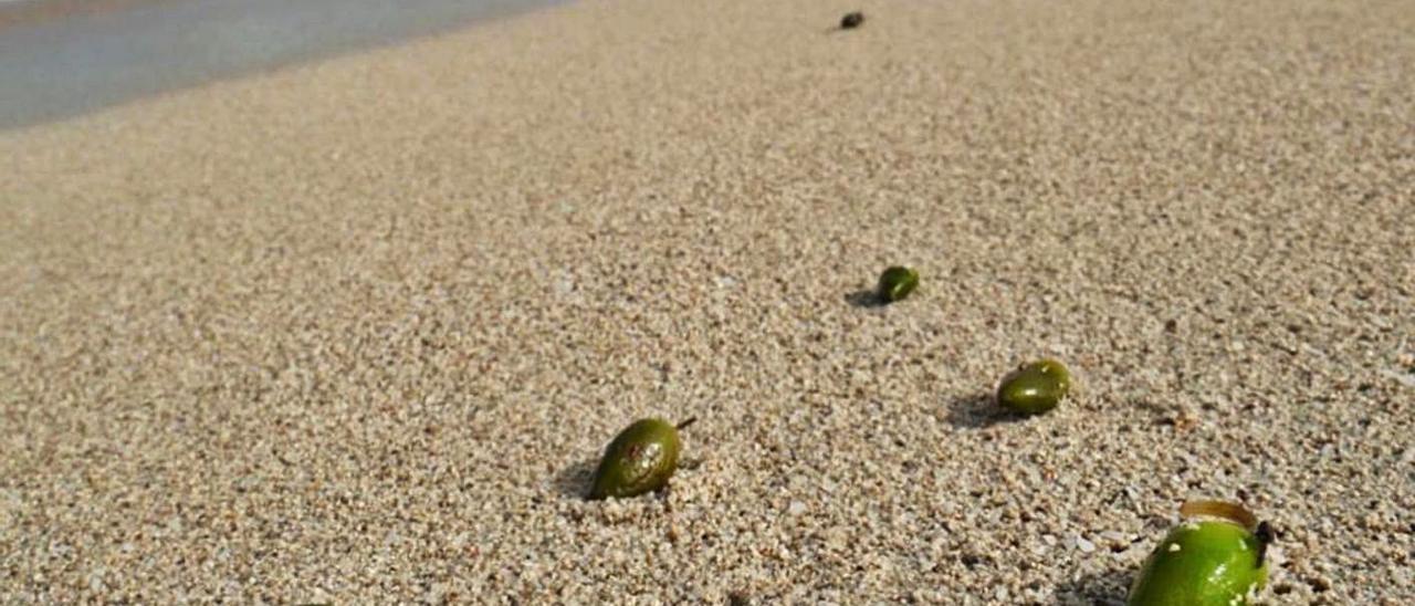 ‘Olives de mar’ sobre la orilla en Formentera | CONSELL DE FORMENTERA