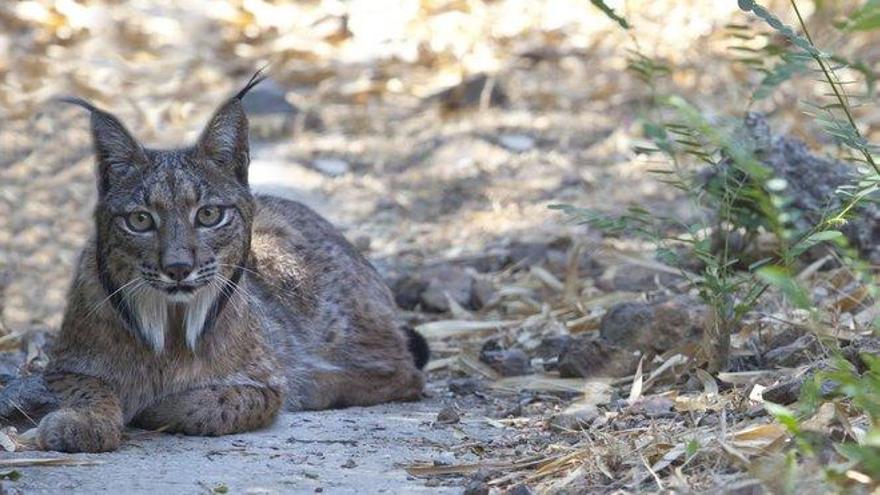 Ecologistas denuncia la muerte de cuatro linces por cazadores en Castilla-La Mancha