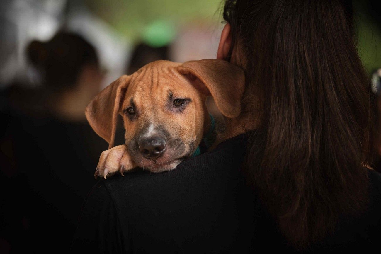 Día de los Animales en Santa Cruz