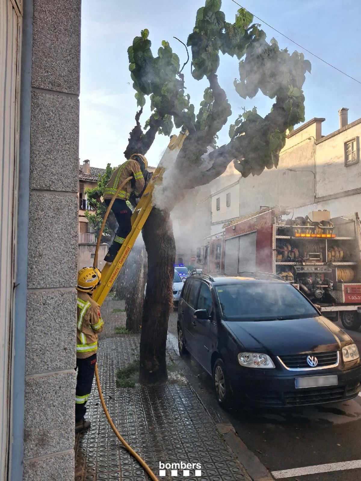 La morera sent apagada pels Bombers amb un cotxe sota les seves branques