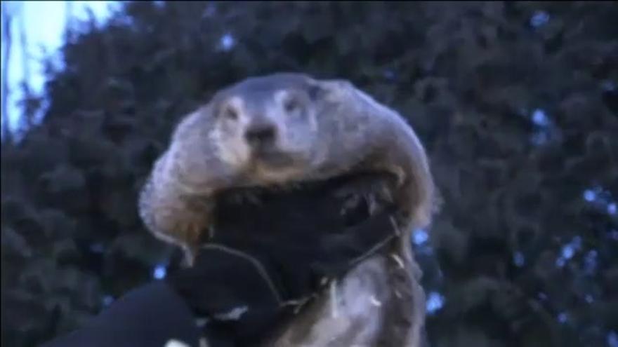 VÍDEO/ La marmota Phil predice un invierno largo