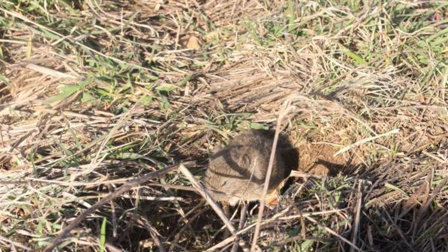 Un topillo en una parcela de Tierra de Campos