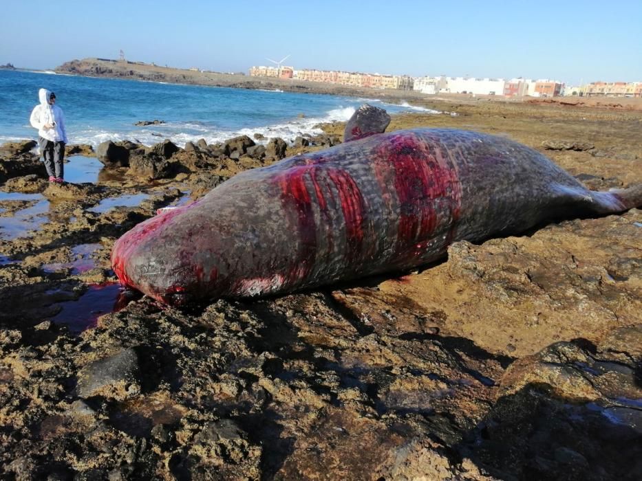 Aparece un cachalote muerto en Arinaga