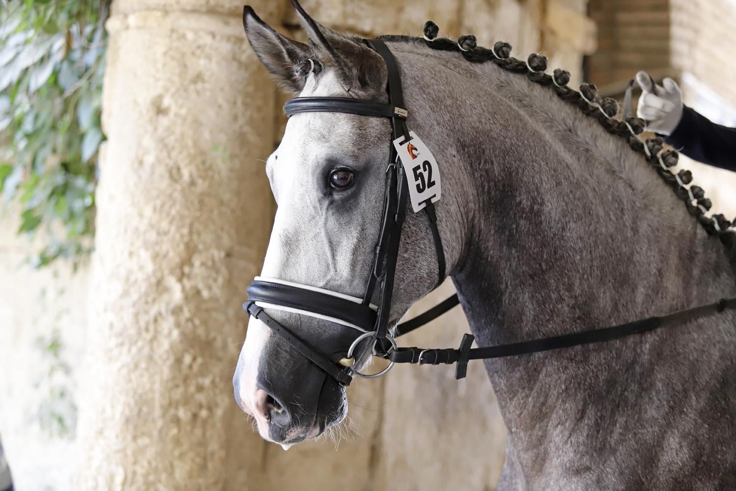 Campeonato de Europa del Caballo Lusitano
