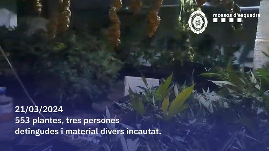 VÍDEO | Troben més de 500 plantes de marihuana en una casa del Passeig Nou de Figueres