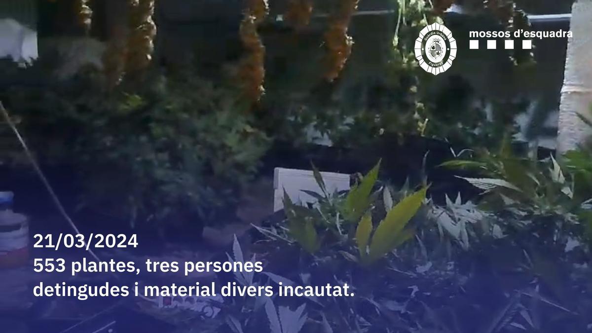 Troben més de 500 plantes de marihuana en una casa del Passeig Nou de Figueres.