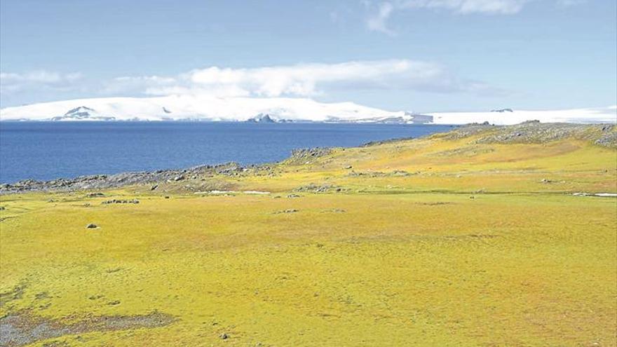 El verde avanza en la Antártida