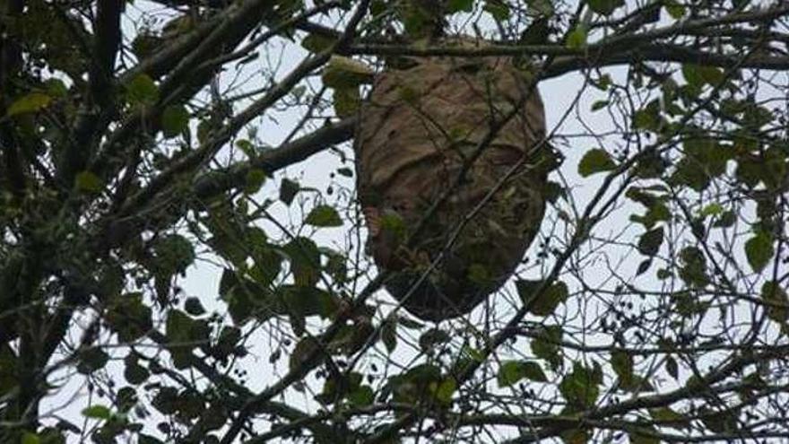 El nido de avispa asiática que se encuentra en al acceso a la playa de Navia.