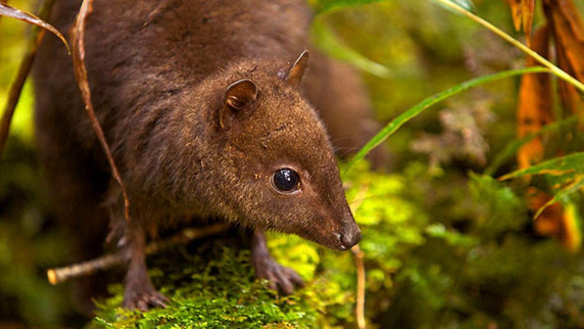 Fotografia del Dwarf Wallaby, una nova espècie de marsupial trobada per un grup de científics en una boscosa i remota regió de Papua.