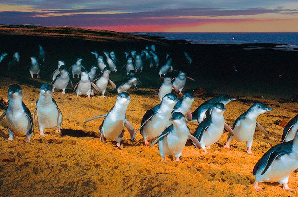 Isla Phillip, Australia