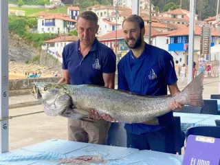 La "reina de los mares" sale gigante en Tazones: "No había visto una tan enorme en mi vida"