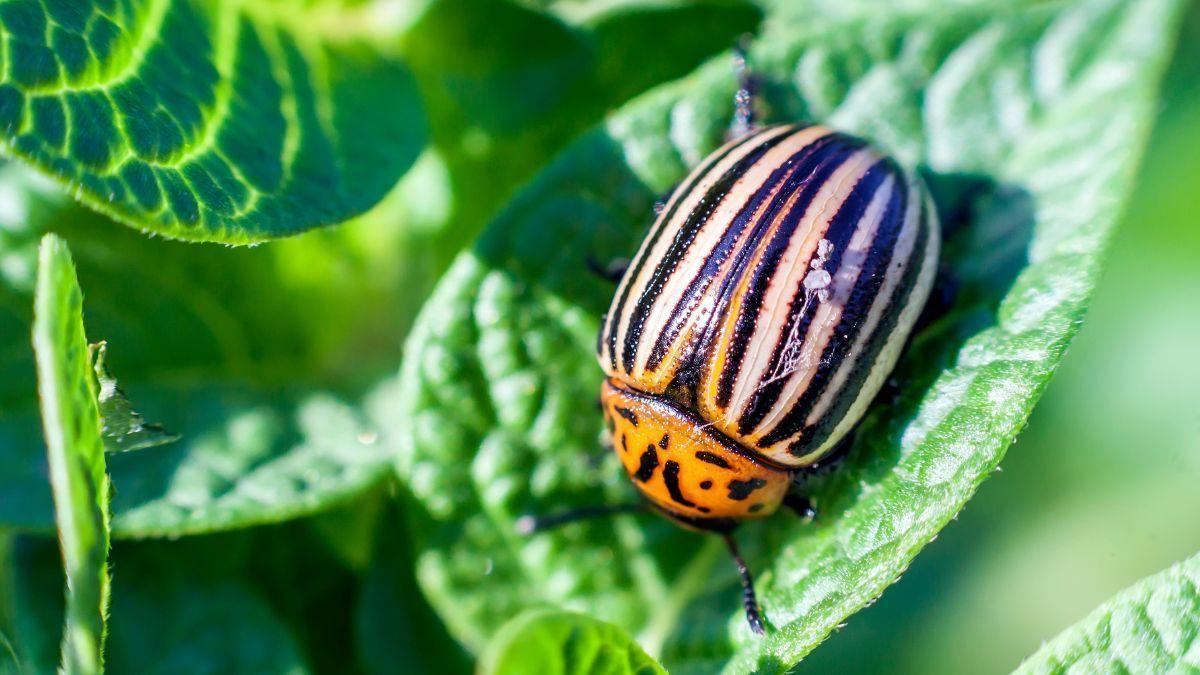 Plantas naturales con visitante incluido.