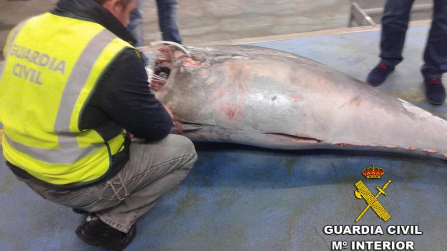 Un agente inspeccionando una de las capturas realizadas por el palangrero. Guardia Civil