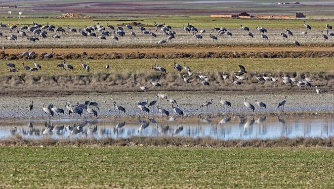 Grullas, Reserva Natural de la Laguna de Gallocanta, Los 5 mejores parques naturales de España para el avistamiento de aves migratorias