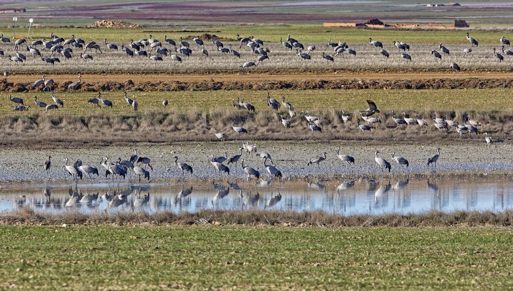 Decenas de grullas europeas descansan en la Laguna de Gallocanta