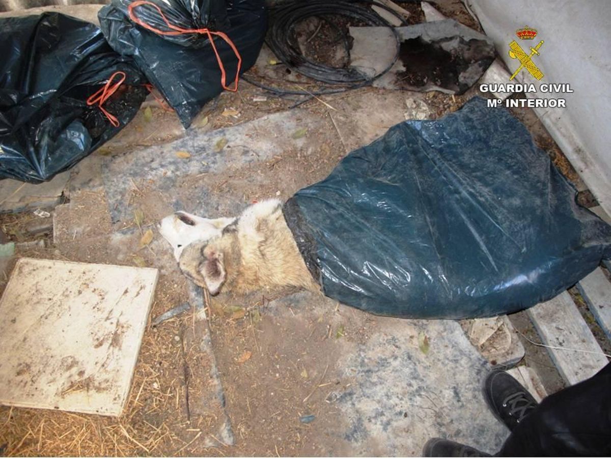El Seprona investiga a una asociación de Elda por supuesto maltrato animal