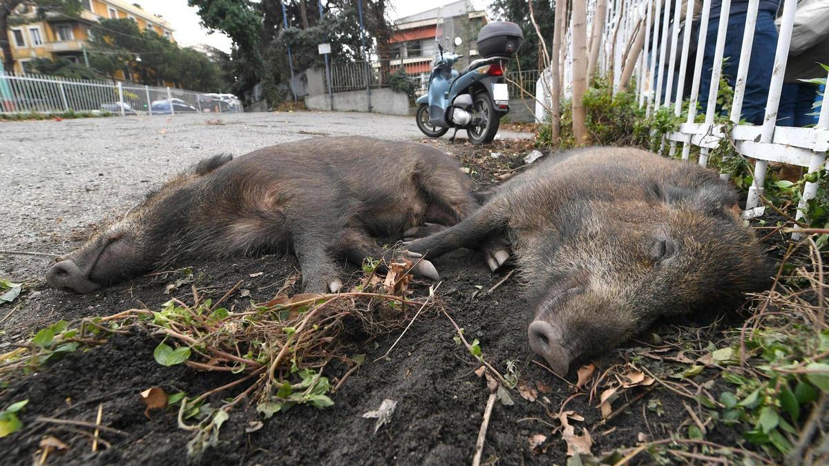El último jabalí infectado cambia el escenario: "Reforzaremos la vigilancia en el entorno de Sant Cugat para detectar más casos"