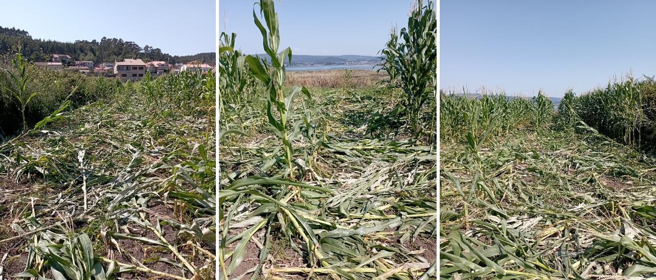 Fincas de maíz &quot;atacadas&quot; por los jabalíes.