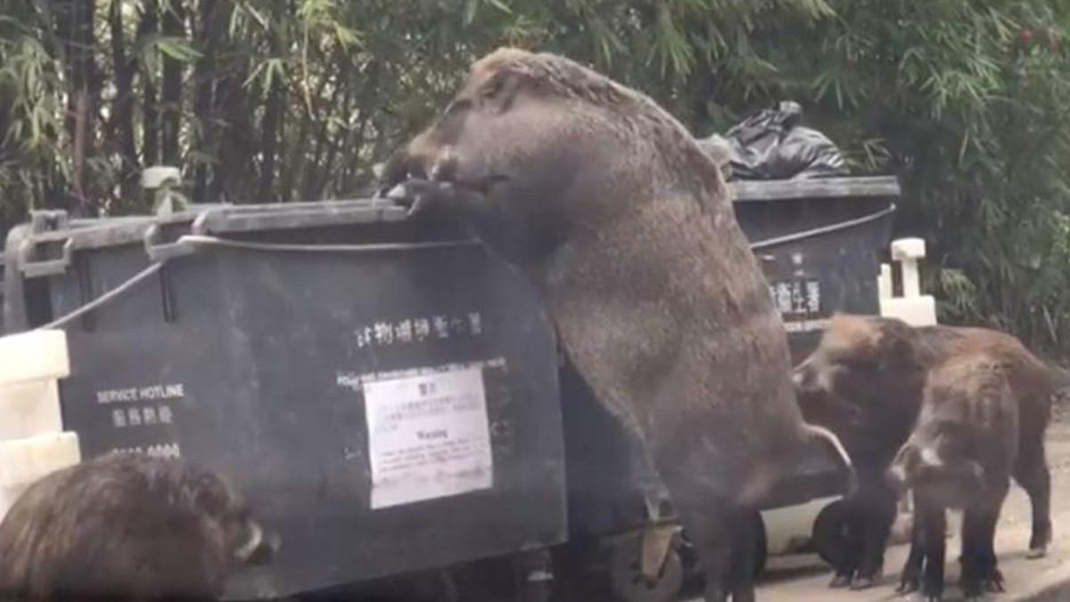 Captura del vídeo protagonizado por el jabalí gigante