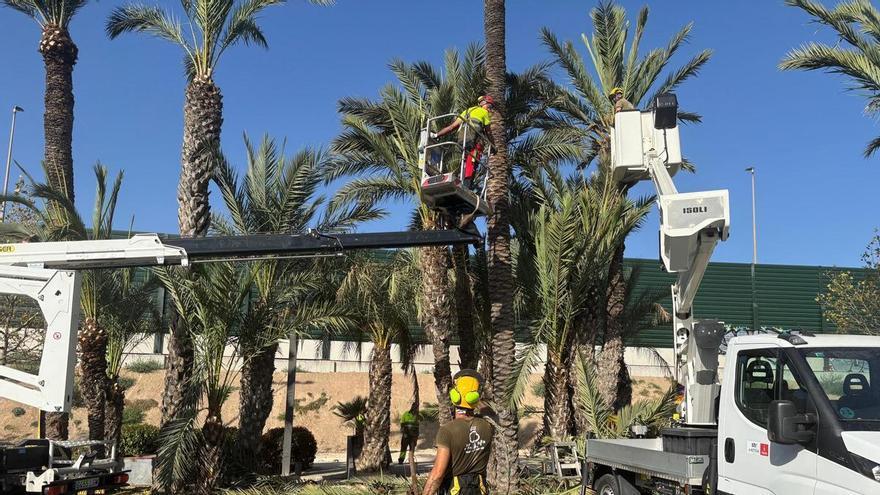 Medio centenar de trampas con feromonas contra el picudo rojo: así se protegen las más de 18.000 palmeras de Murcia