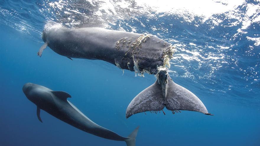 Así mueren ballenas, cachalotes y delfines en el Mediterráneo por la excesiva velocidad de los barcos