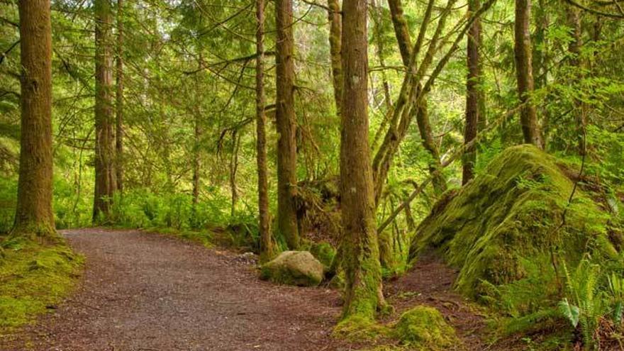 Viajes y planes: Estos son los bosques más mágicos de España