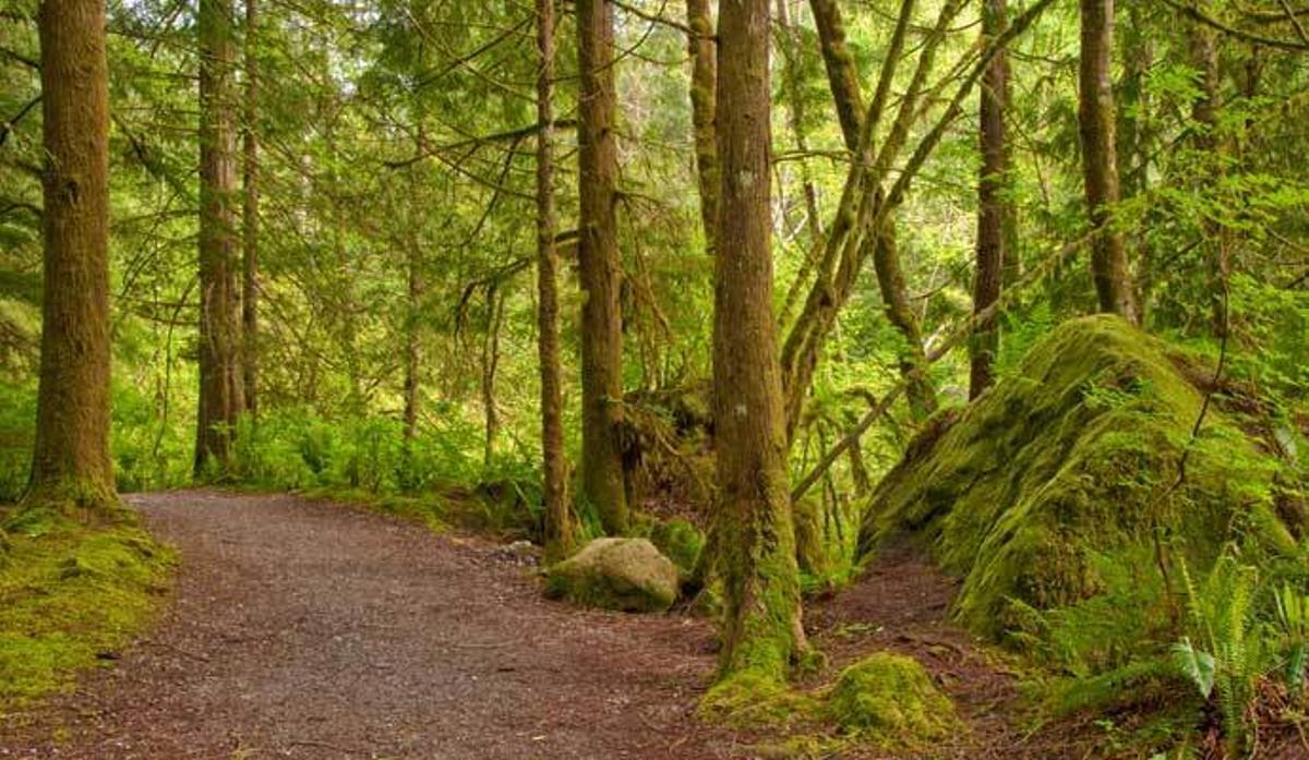 Estos son los bosques más mágicos de España