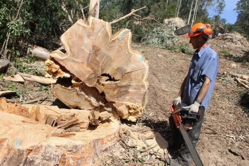 La caída de un gigante