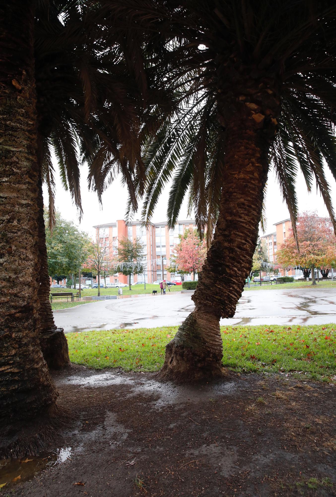 El parque de Las Palmeras se queda sin los árboles que le dan nombre por una plaga