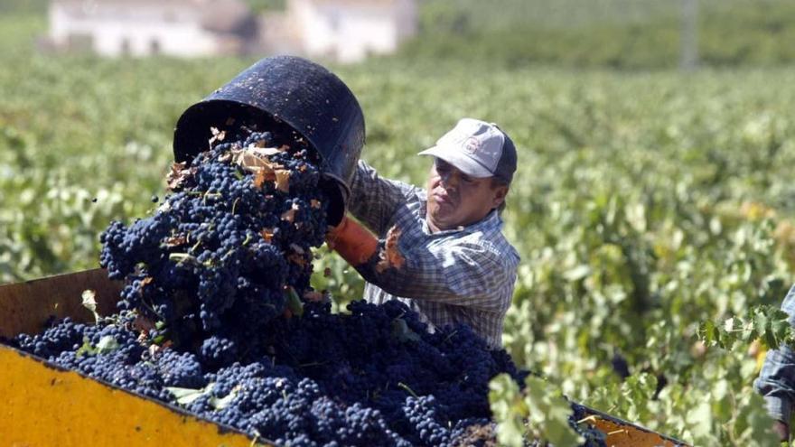 Un trabajador vuelca un capazo de uva, en una imagen de archivo