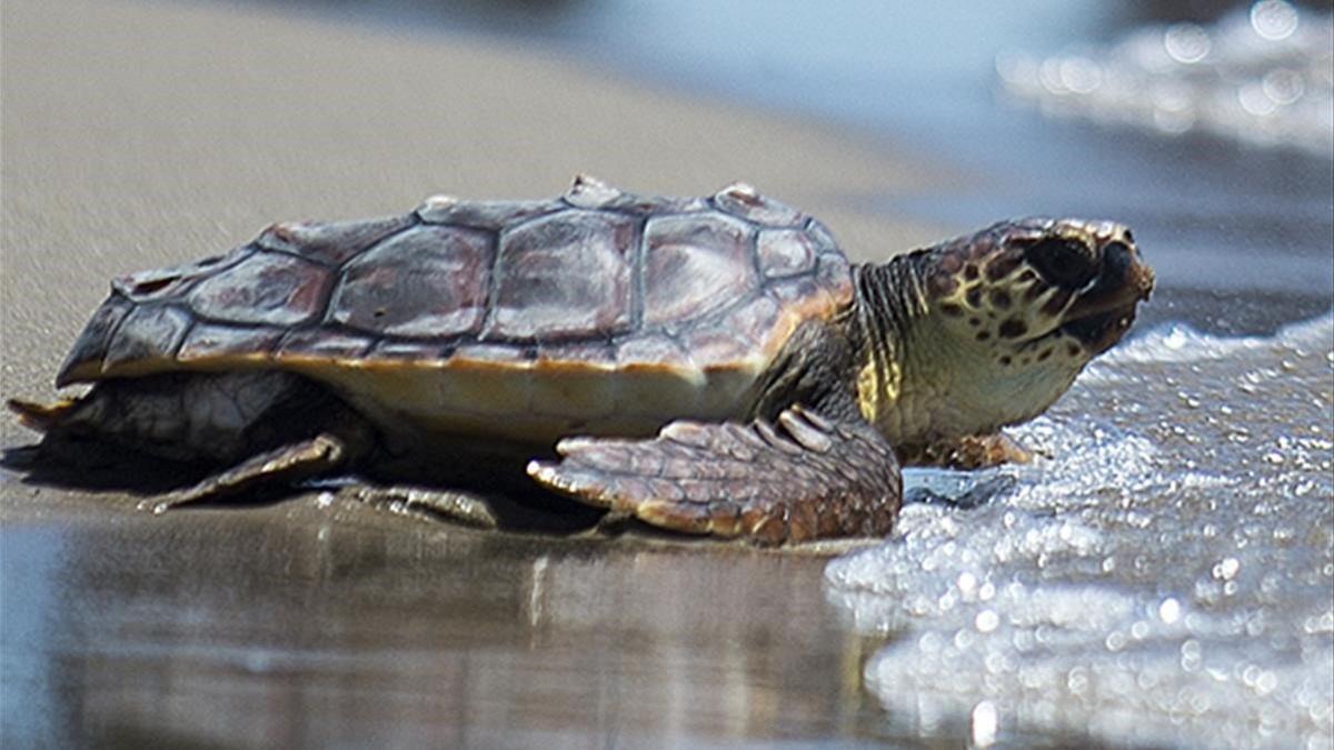 Recuperación de la tortuga boba en el Mediterraneo