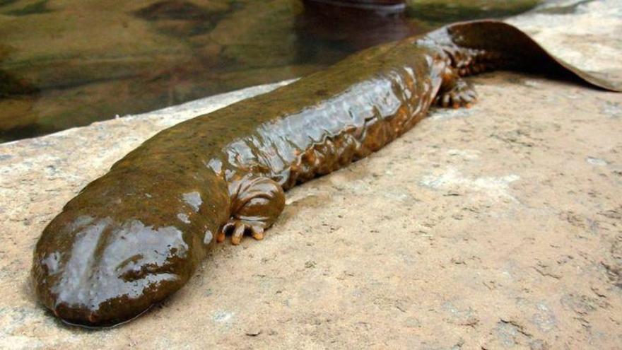 Las salamandras gigantes, un alimento de lujo en peligro de extinción