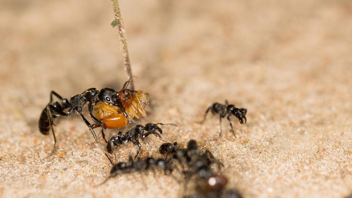 Hormigas transportando a una termita apresada