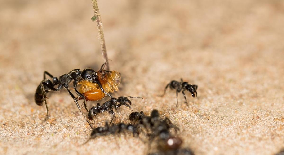 Hormigas transportando a una termita apresada