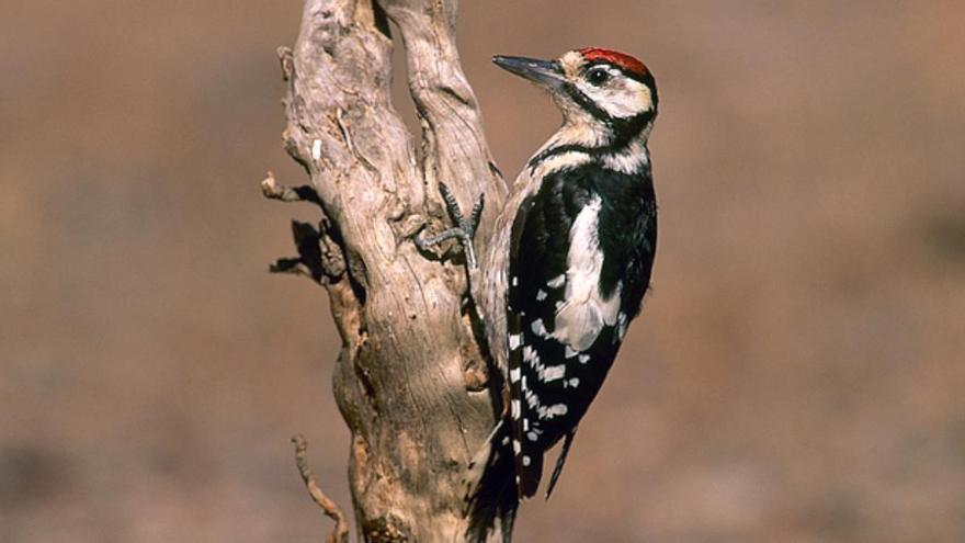 Науковці дослідили унікальні підвиди великого строкатого дятла на Канарських островах