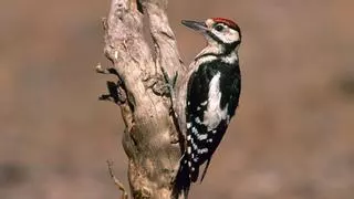 El pico picapinos canario, el pájaro carpintero que no puedes dejar de ver en Tenerife