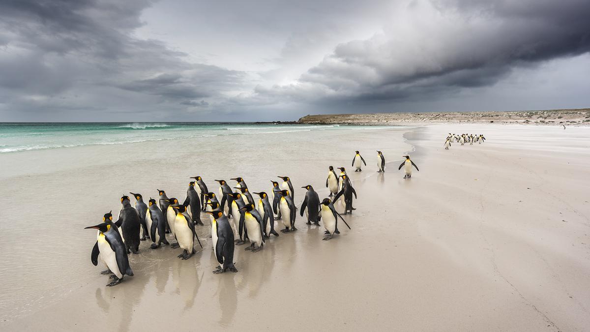 Categoría de Aves: ’Indecisos’. Tomada en las Islas Malvinas. Un grupo de pingüinos rey (Aptenodytes patagonicus patagonicus) se dispone a salir de pesca. Parecen indecisos, pues saben de la existencia de leones marinos patrullando las playas precisamente con la intención de darles caza.