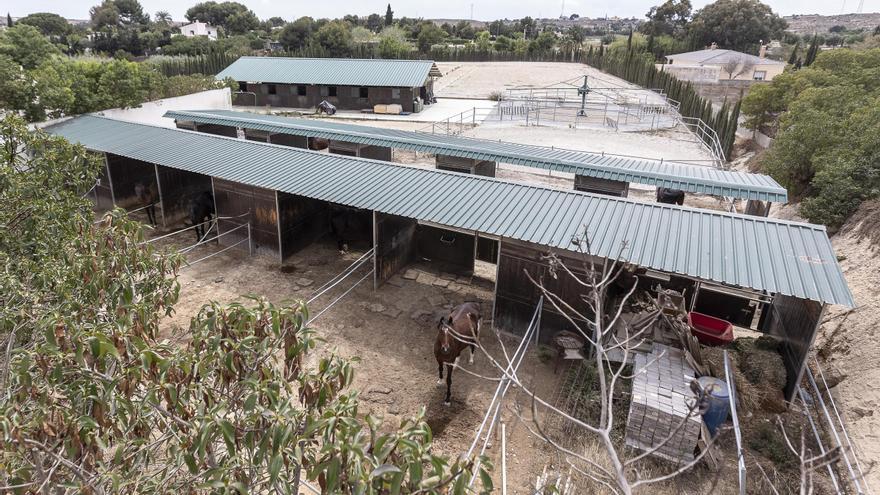 Polémica por un criadero de caballos en la periferia de Mutxamel