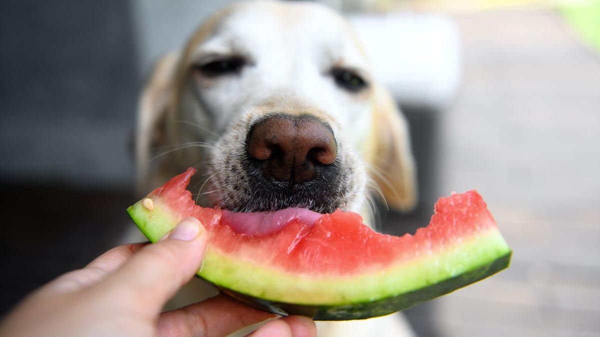 Autorizar inferencia muestra Frutas para perros: una forma refrescante de cuidar su bienestar en verano