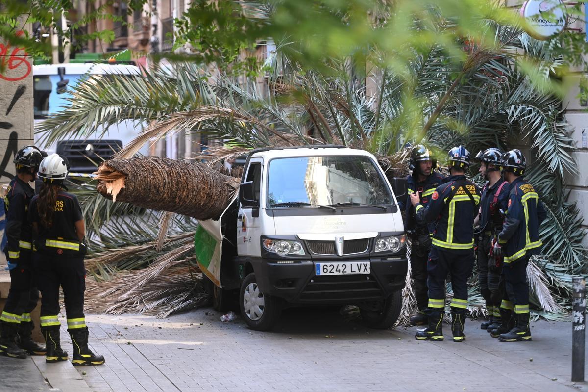 El síndic de Barcelona investiga la palmera caiguda al Raval: ja va demanar al febrer més prevenció
