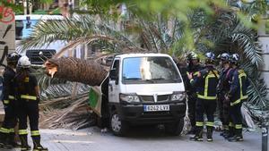 El síndic de Barcelona investiga la palmera caiguda al Raval: ja va demanar al febrer més prevenció