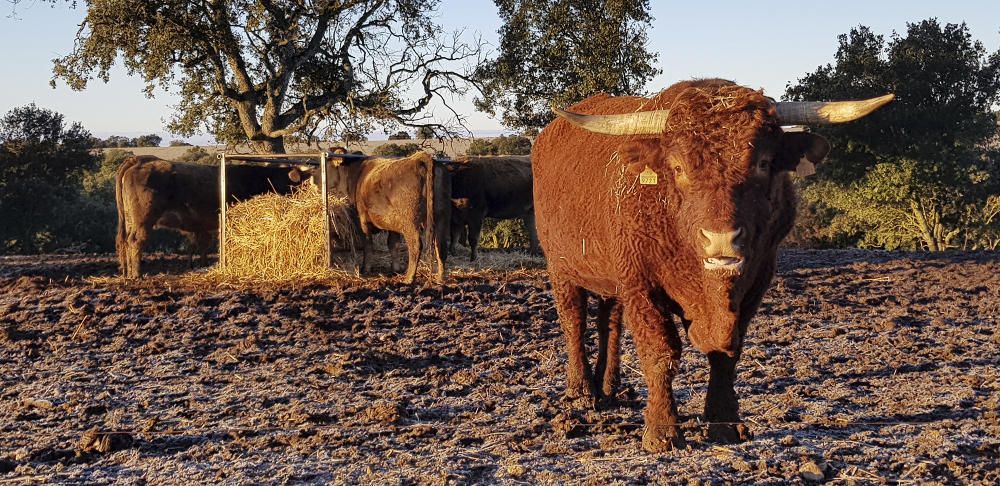 Imponent. La veritat és que impressiona una mica veure aquest toro mirant fixament.