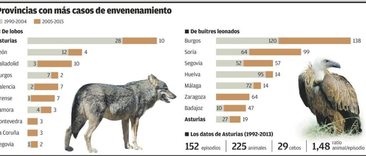 Los cebos envenenados mataron a 38 lobos en Asturias en los últimos 25 años